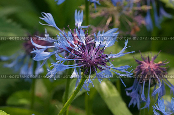 Mountain cornflower (mountain cornflower) flower on a green background, close up. Стоковое фото, фотограф Александр Курлович / Фотобанк Лори