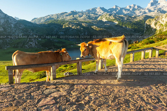 Mountain cow sits on the lawn in a national park at sunset. Стоковое фото, фотограф Татьяна Яцевич / Фотобанк Лори