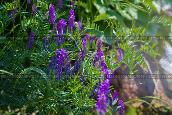 Mouse pea (Vicia cracca) is a perennial herbaceous plant, a species of the genus Pea (Vicia) of the Legume family (Fabaceae) Стоковое фото, фотограф Evgenii Predibailo / Фотобанк Лори