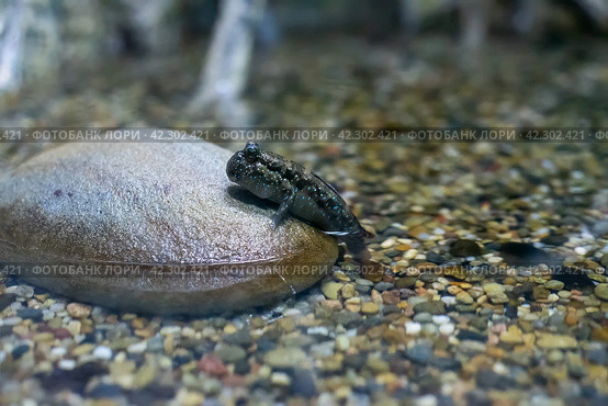 Mudskipper creature sitting on the stone close up. Стоковое фото, фотограф Татьяна Терехина / Фотобанк Лори