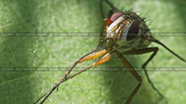 Муха из семейства Tachinidae сидит на листе растения и чистит лапки. Макросъемка. Стоковое видео, видеограф Mixail59 / Фотобанк Лори