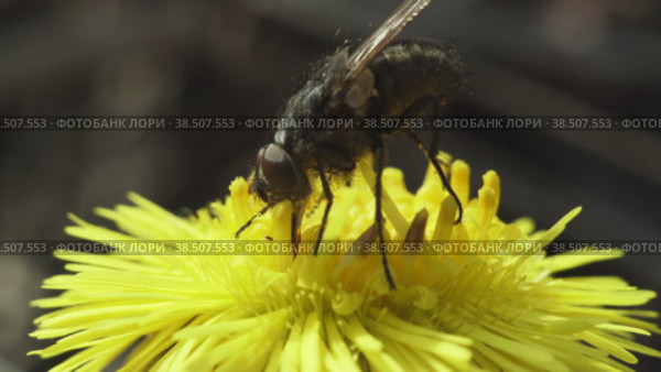 Муха Muscidae ест нектар на весеннем желтом цветке  мать-и-мачеха. Макросъемка. Стоковое видео, видеограф Mixail59 / Фотобанк Лори