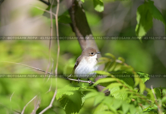 Мухоловка-пеструшка (Ficedula hypoleuca) сидит на ветке, Подмосковье. Стоковое фото, фотограф Natalia Sidorova / Фотобанк Лори