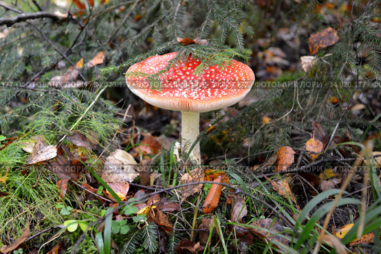 Мухомор красный (Amanita muscaria (L.) Hook.) растет под елкой. Стоковое фото, фотограф Ирина Борсученко / Фотобанк Лори