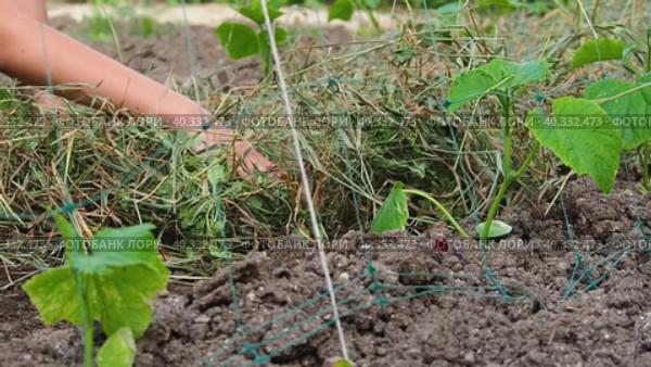 Mulching of beds with dry grass. Girlish hands lay dry grass around the shoots of cucumbers. Vegetable crops in the conditions of organic farming. The vegetable grower works on a sunny summer day. Стоковое видео, видеограф Александр Кротков / Фотобанк Лори