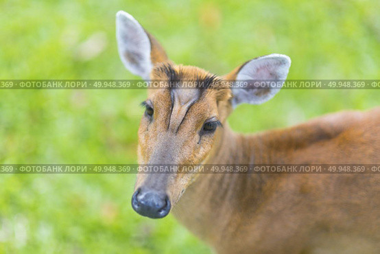 Muntiacus muntjak or fea’s barking deer or so called fea’s muntjac with flowers in background, Khao Yai National Park. Стоковое фото, агентство Ingram Publishing / Фотобанк Лори