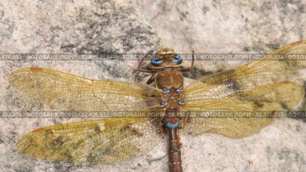 Муравьи поедают труп стрекозы большое коромысло. Таймлапс x5. Ants eat a dead brown hawker (Aeshna grandis) dragonfly. Timelapse x5. Стоковое видео, видеограф Евгений Романов / Фотобанк Лори