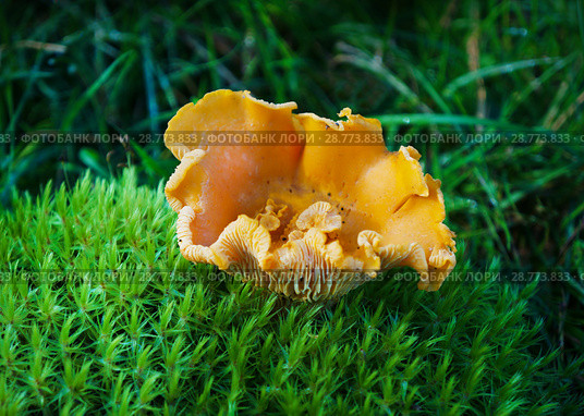 Mushrooms in summer forest. Стоковое фото, фотограф ElenArt / Фотобанк Лори