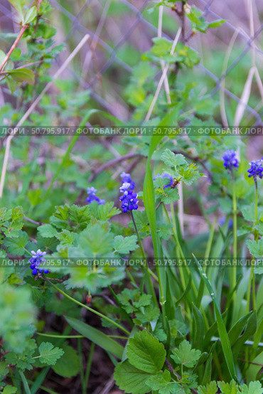 Мускари (лат. Muscari), Гадючий лук, или Мышиный гиацинт, неприхотливое многолетнее луковичное растение, цветёт ранней весной, Волгоградская область, Россия. Стоковое фото, фотограф Андрей Цыганков / Фотобанк Лори