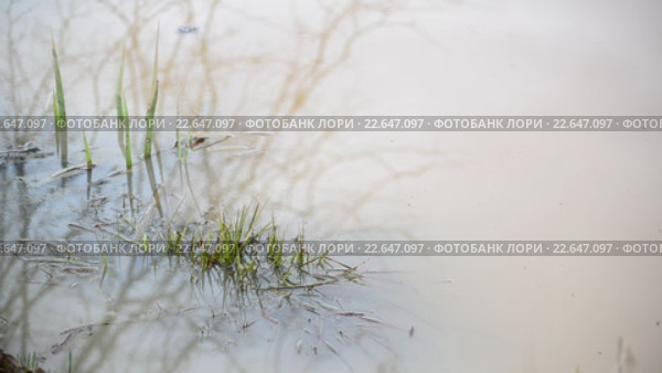 Мутная вода в пруду и травы. Стоковое видео, видеограф Володина Ольга / Фотобанк Лори