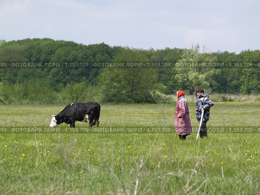 Мужчина и женщина пасут корову (2008 год). Редакционное фото, фотограф Александр Легкий / Фотобанк Лори