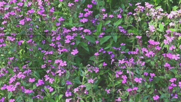Мыльнянка базиликолистная (Saponaria ocymoides) и шмель. Стоковое видео, видеограф Владимир Литвинов / Фотобанк Лори