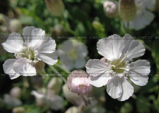 Мыльнянка лекарственная  (Saponaria officinalis) сем. Гвоздичные. Стоковое фото, фотограф Заноза-Ру / Фотобанк Лори
