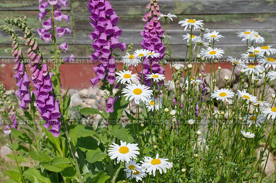 Наперстянка розовая (лат. Digitalis purpurea) и нивяник обыкновенный (лат. Leucanthemum vulgare), или ромашка садовая цветут в саду. Стоковое фото, фотограф Елена Коромыслова / Фотобанк Лори