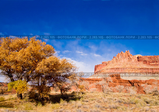 Национальный парк Капитол Риф (англ.Capitol Reef National Park) Стоковое фото, фотограф Ирина Кожемякина / Фотобанк Лори