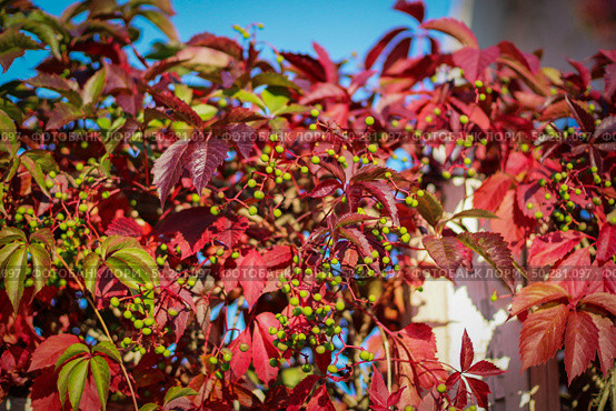 Natural Background Shapes and Textures of Fresh Red Virginia Creeper Leaves in Autumn, Стоковое фото, фотограф Марина Демидюк / Фотобанк Лори