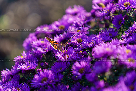 Natural background with purple Symphyotrichum novi-belgii aster colors. Стоковое фото, фотограф Виктория Кольцова / Фотобанк Лори