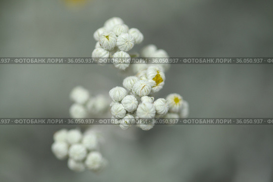 natural macro floral background with silver leaves Jacobaea maritima, commonly known as silver ragwort. Стоковое фото, фотограф Tamara Kulikova / Фотобанк Лори