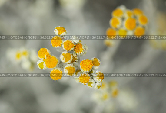 natural macro floral background with silver leaves of Jacobaea maritima, commonly known as silver ragwort. Стоковое фото, фотограф Tamara Kulikova / Фотобанк Лори