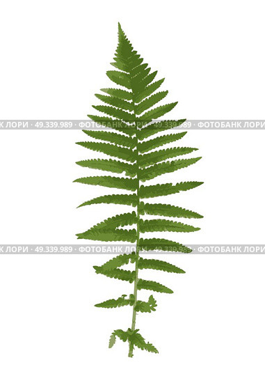 Naturalistic picture of Fern. Vector Illustration. EPS10. Naturalistic picture of Fern. Vector Illustration. Стоковая иллюстрация, агентство Ingram Publishing / Фотобанк Лори