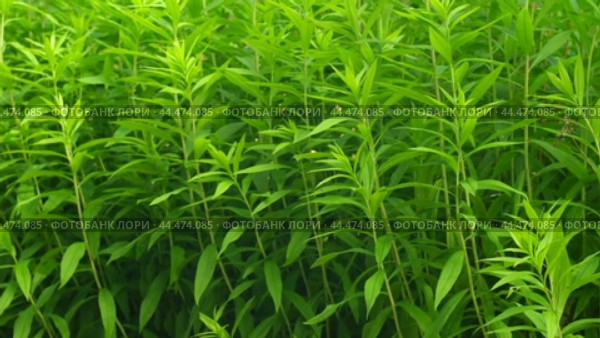 Nature Background. Green Leaves Wall. Backdrop of Big Trees with Foliage. Frame of Green Leaves Texture. Clean Environment. For Ad of Bio, Plant Products. Organic Natural Concept. Trees on the Wind. Стоковое видео, видеограф Марина Демидюк / Фотобанк Лори