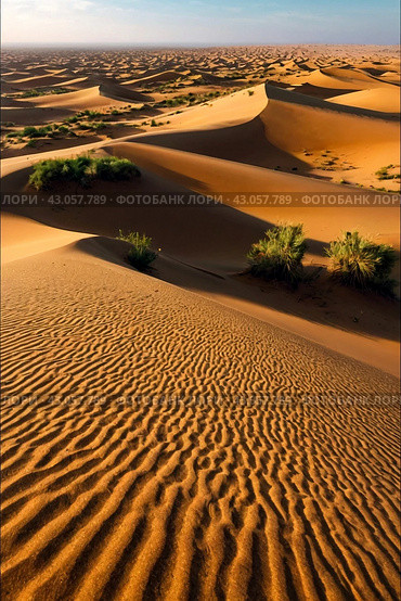 Nature background of Sahara desert with sunny sandy dunes, vegetation, scenery panoramic view. Photography of desert sand hills, blue sky. Sahara, Tozeur city, Tunisia, Africa. Copy ad text space. Стоковое AI-изображение, AI-художник Aleksandr Golubev / Фотобанк Лори