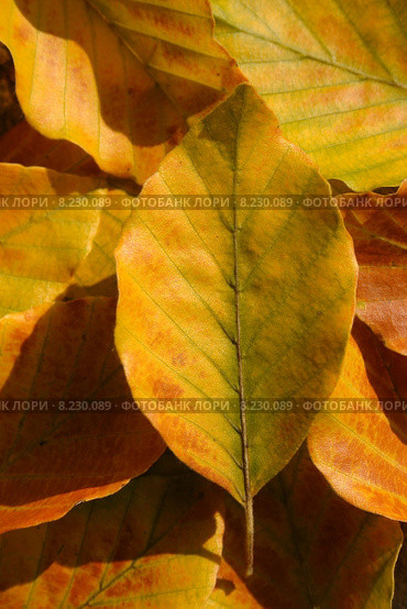nature brown light yellow tree. Стоковое фото, фотограф Thomas Rabbe / PantherMedia / Фотобанк Лори