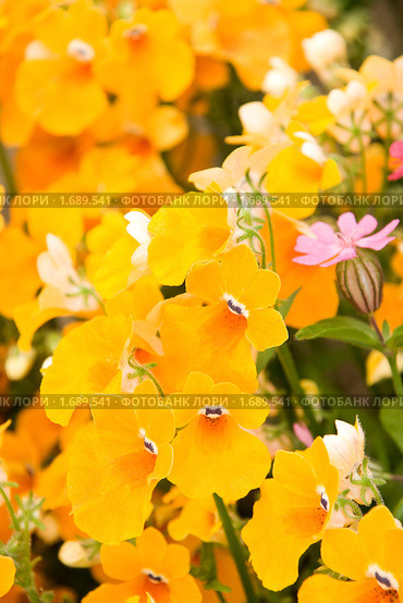 Немезия (Nemesia strumosa) Стоковое фото, фотограф Ирина Игумнова / Фотобанк Лори