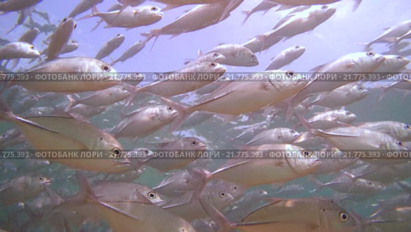 Непрерывная стая каранксов (Caranx sexfasciatus) плывет под поверхностью воды, Индийский океан, Шри-Ланка. Стоковое видео, видеограф Некрасов Андрей / Фотобанк Лори