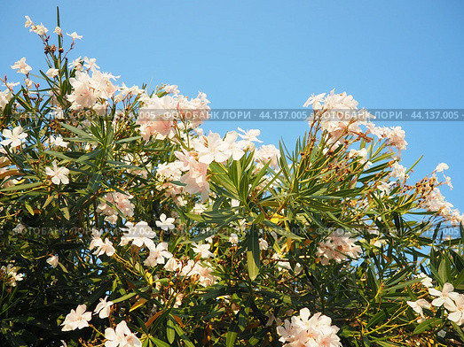 Nerium oleander, rosebay cultivated worldwide in temperate and subtropical areas as an ornamental and landscaping plant. Genus Nerium, Apocynoideae, Apocynaceae. Montenegro, Adriatic, Mediterranean. Стоковое AI-изображение, AI-художник Юлия Петровская / Фотобанк Лори