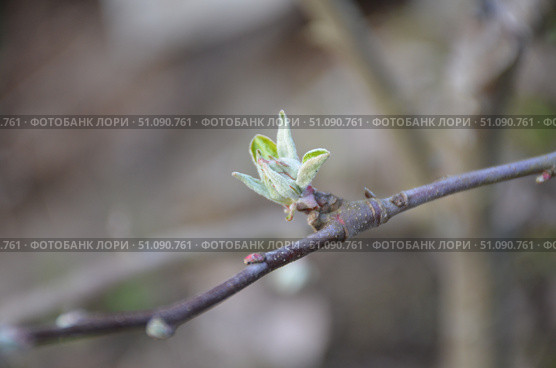 New green leaves on an apple tree. Стоковое фото, фотограф Andrew_Swarga / Фотобанк Лори