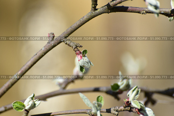 New green leaves on an apple tree. Стоковое фото, фотограф Andrew_Swarga / Фотобанк Лори