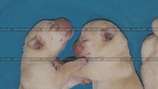 Newborn labrador puppies sleeping. Стоковое видео, видеограф Михаил Коханчиков / Фотобанк Лори