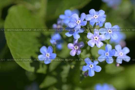 Незабудка (Myosotis) крупным планом. Стоковое фото, фотограф Ирина Носова / Фотобанк Лори