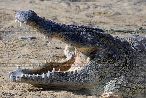 Nile crocodile in an enclosure at the zoo (lat. - Crocodylus niloticus) Стоковое фото, фотограф Irina Opachevsky / Фотобанк Лори