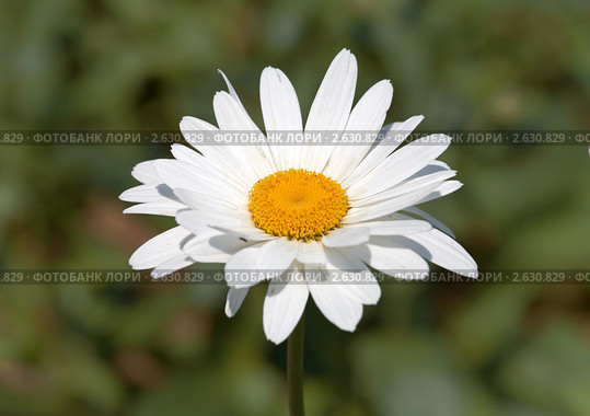 Нивяник наибольший (leucanthemum maximum) в простонародье поповник. Стоковое фото, фотограф Наталья Волкова / Фотобанк Лори