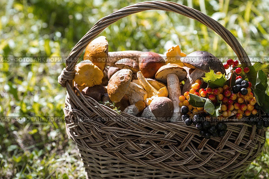 Noble edible mushrooms. Assorted mushrooms in a beautiful wicker basket in a birch forest. Beautiful texture of the natural background. Стоковое фото, фотограф Photojuli / Фотобанк Лори