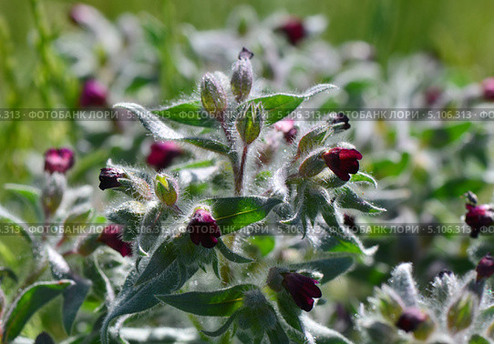 Нонея (монашка) русская (Nonea rossica) (2013 год). Редакционное фото, фотограф Анна Мартынова / Фотобанк Лори