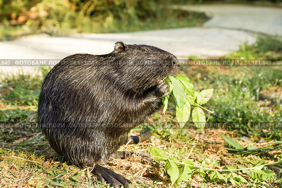 Нутрия, или коипу, или болотный бобр (лат. Myocastor coypus) — млекопитающее отряда грызунов. Стоковое фото, фотограф Наталья Гармашева / Фотобанк Лори