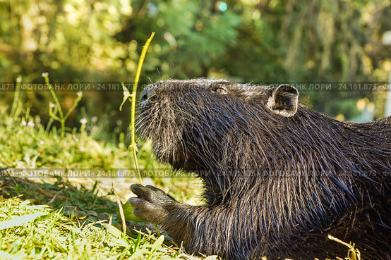 Нутрия, или коипу, или болотный бобр (лат. Myocastor coypus) — млекопитающее отряда грызунов. Крупный план. Стоковое фото, фотограф Наталья Гармашева / Фотобанк Лори