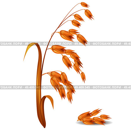 Oat ear plant with leaves and crops near pile of its grains closeup vector colorful illustration in flat design. Crude cereals for cooking. Oat Ear Plant with Pile of Grains Vector Illustration. Стоковая иллюстрация, агентство Ingram Publishing / Фотобанк Лори
