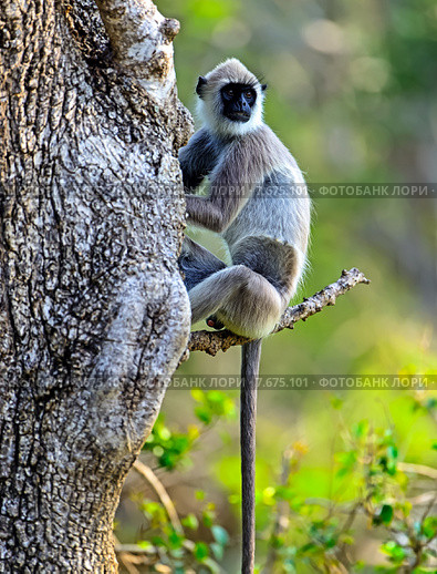 Обезьяна Непальский гульман (Semnopithecus Schistaceus) (2014 год). Стоковое фото, фотограф Эдуард Кислинский / Фотобанк Лори
