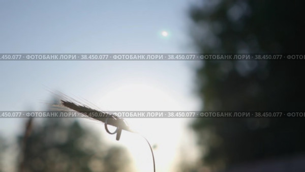 Обручальные кольца на колосе. Стоковое видео, видеограф Максим Камкин / Фотобанк Лори