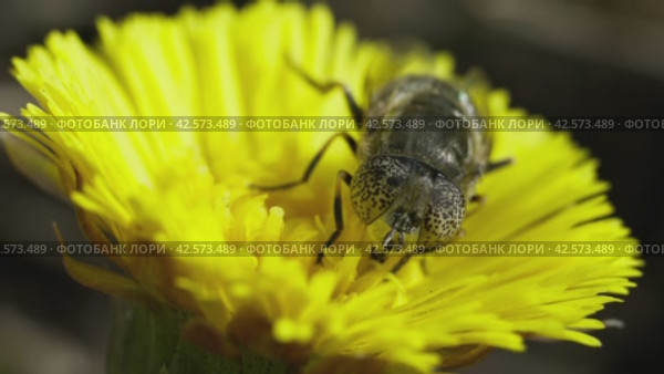 Обыкновенная лагунная муха (Eristalinus aeneus) из семейства журчалок. Стоковое видео, видеограф Mixail59 / Фотобанк Лори