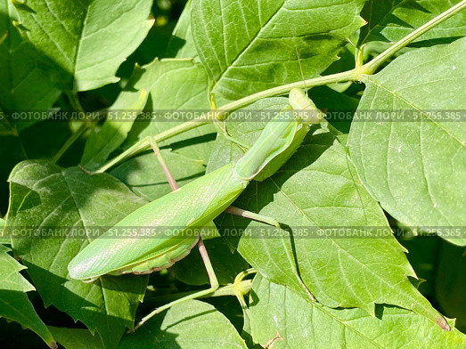 Обыкновенный богомол, самец (Mantis religiosa) сидит на побеге зеленого растения. Кампсис укореняющийся (Campsis radicans) Стоковое фото, фотограф Щеголева Ольга / Фотобанк Лори