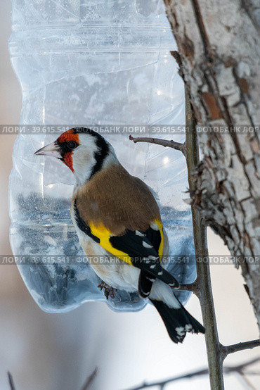 Обыкновенный щегол (лат. Carduelis carduelis) Стоковое фото, фотограф Бородкин Андрей / Фотобанк Лори