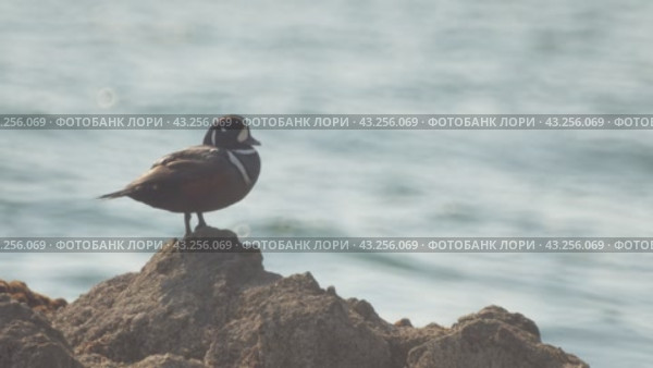 Одинокая утка на скале. Стоковое видео, видеограф Кузнецов Александр / Фотобанк Лори