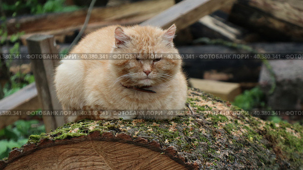 Одноглазый рыжий кот. Стоковое фото, фотограф Ольга Корабельникова / Фотобанк Лори