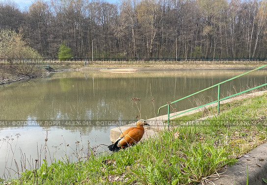 Огарь (Tadorna ferruginea) на берегу Ивановского отстойника весной, Москва (2023 год). Стоковое фото, фотограф Мария Кылосова / Фотобанк Лори