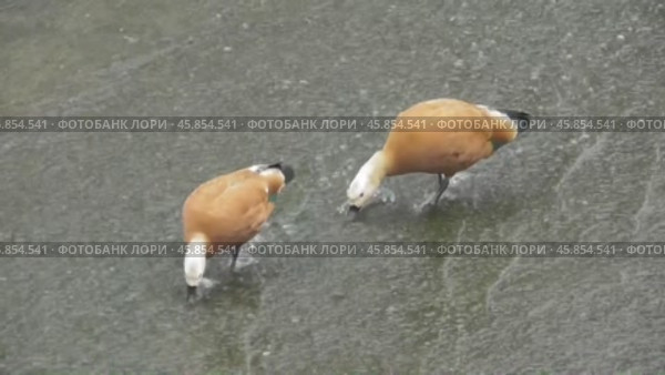 Огари или красные утки Tadorna ferruginea в пруду Царицыно (2019 год). Стоковое видео, видеограф Александр Мамонтов / Фотобанк Лори